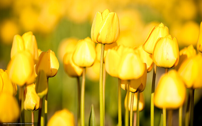 Yellow tulips in a field