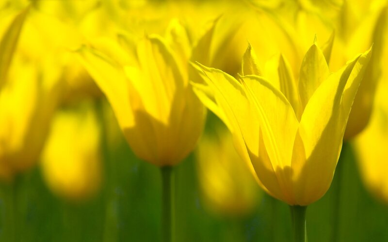 Yellow tulips in a field