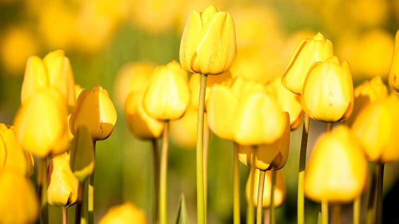 Yellow tulips in a field