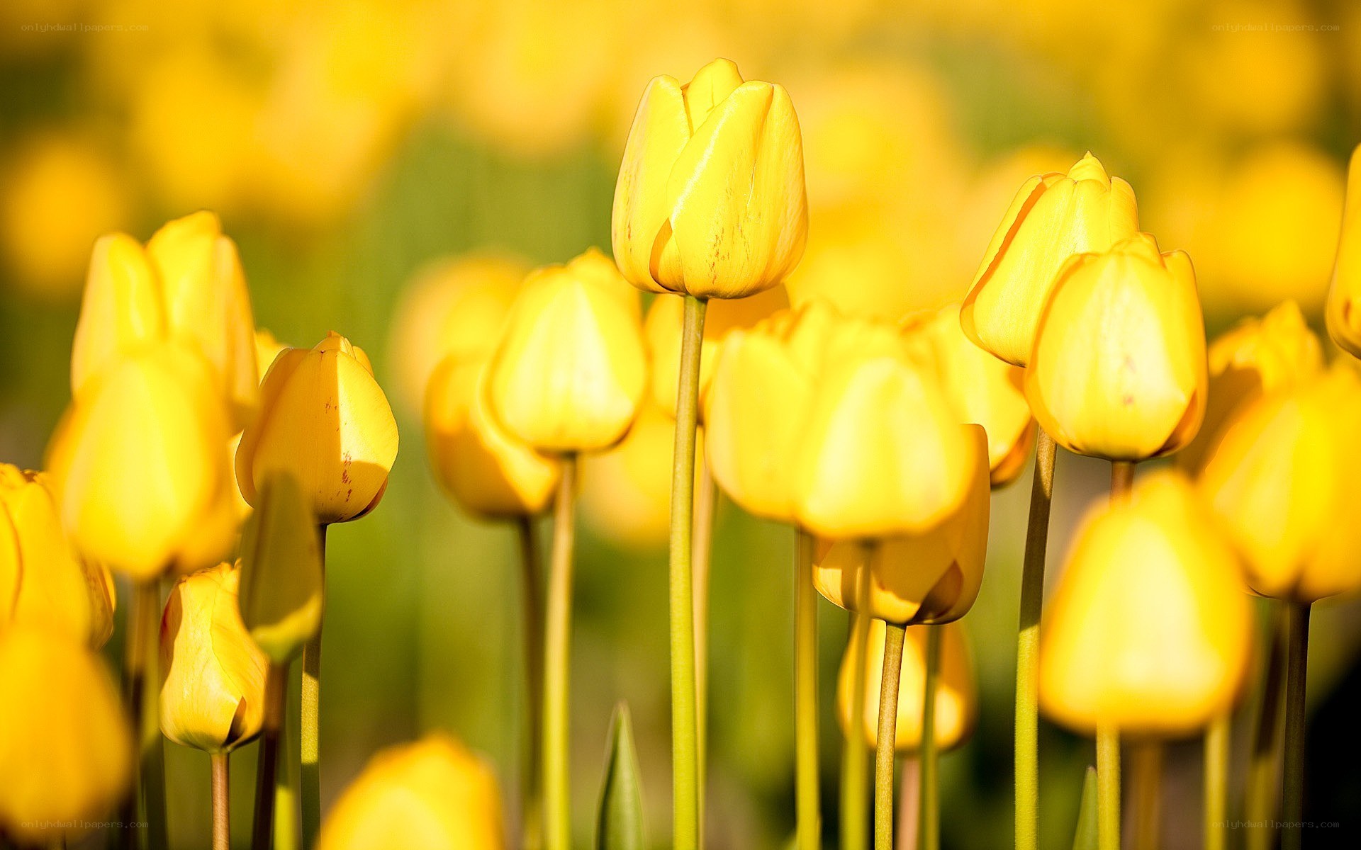 Yellow tulips in a field