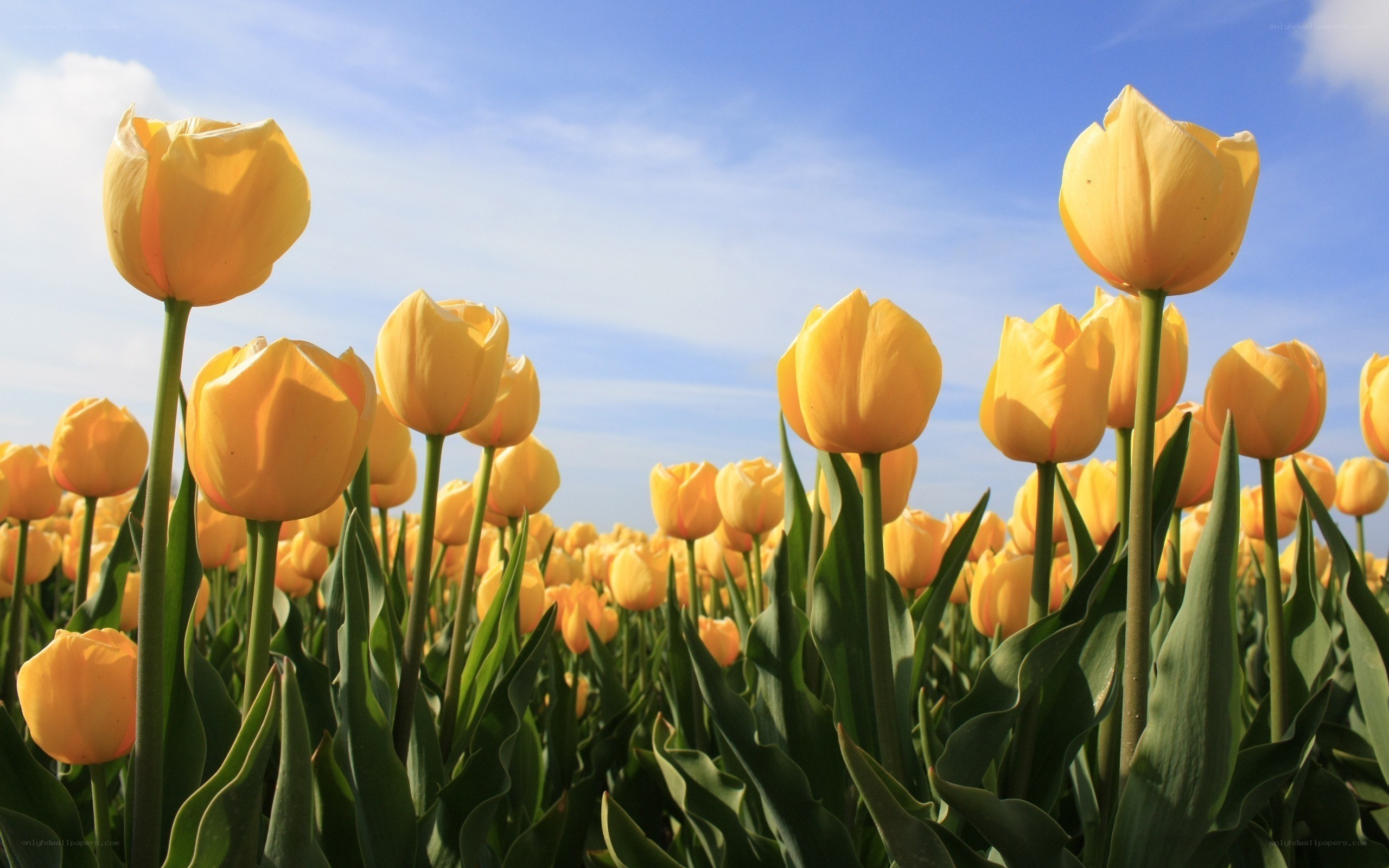 Yellow tulips in a field
