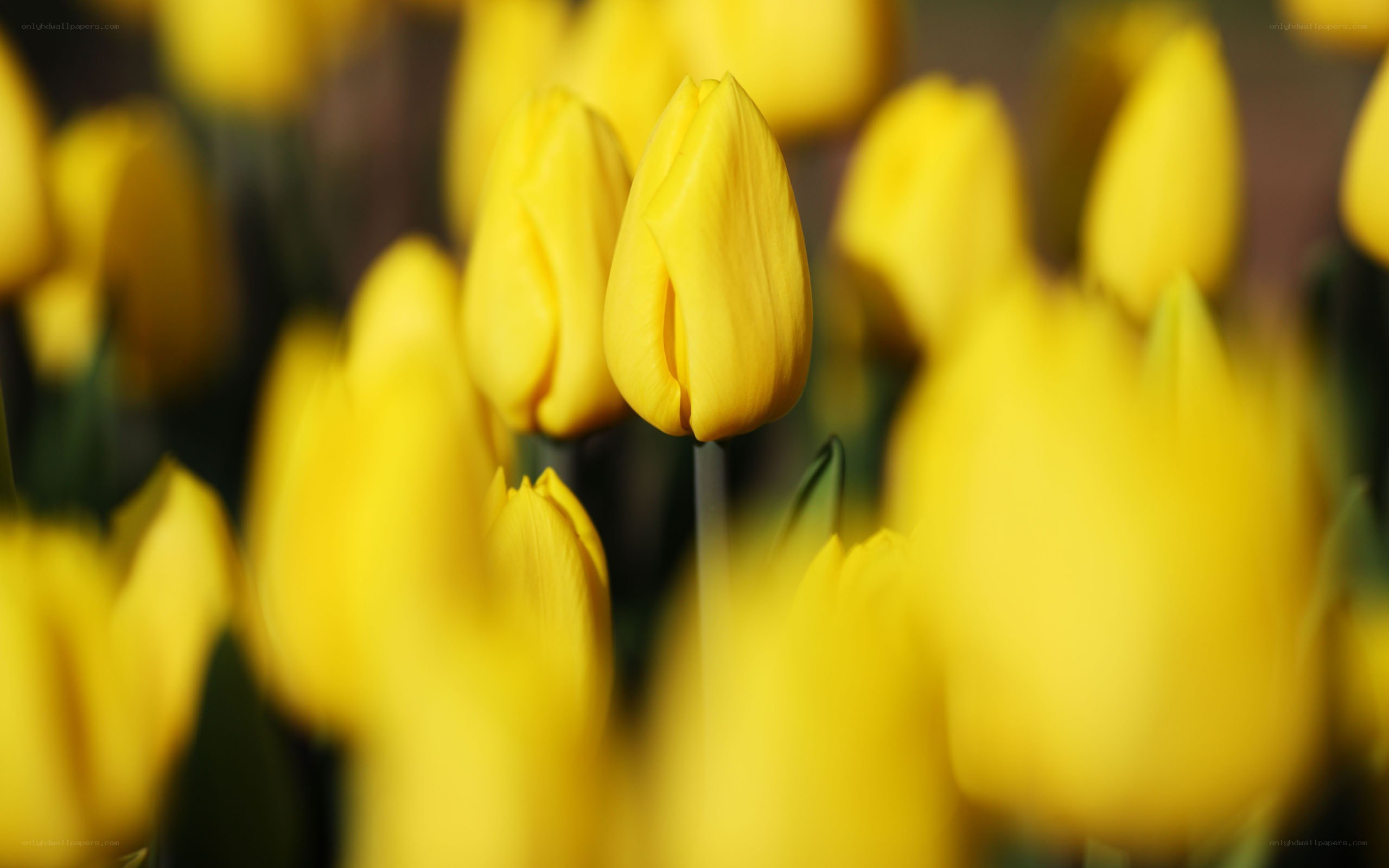 Yellow tulips in a field