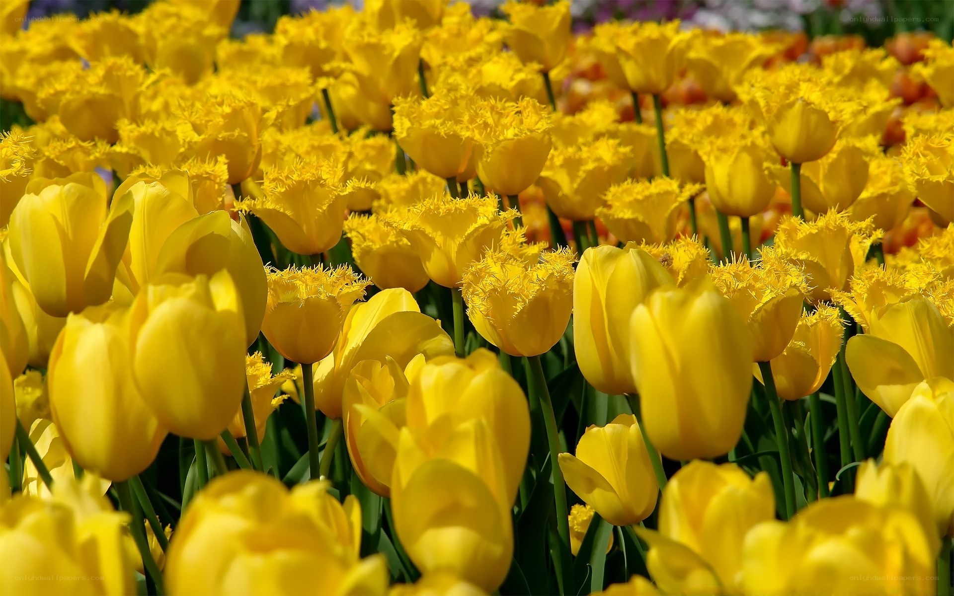 Yellow tulips in a field