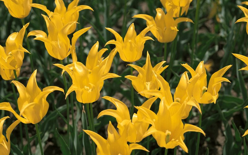 Yellow tulips in a field