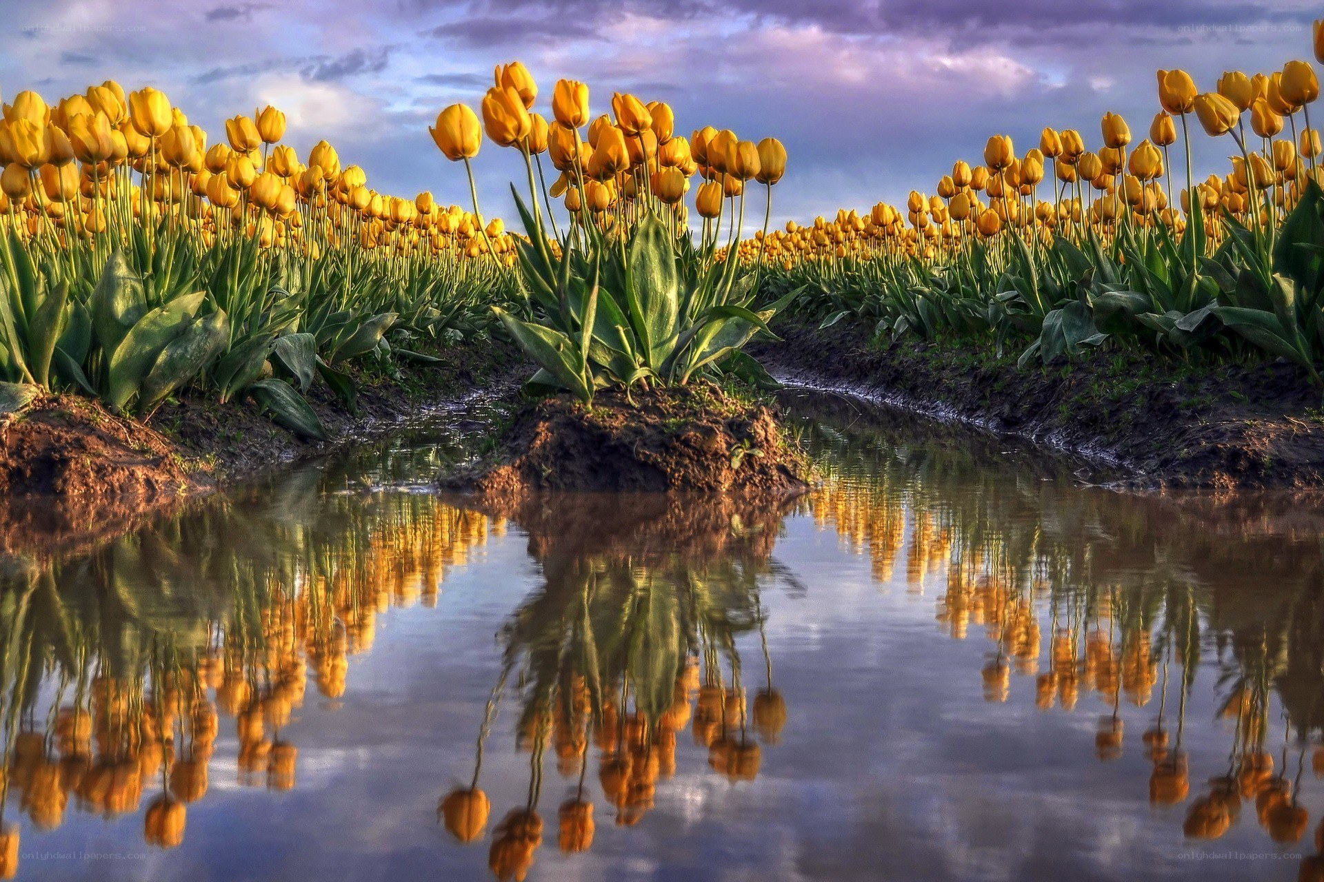 Yellow tulips in a field