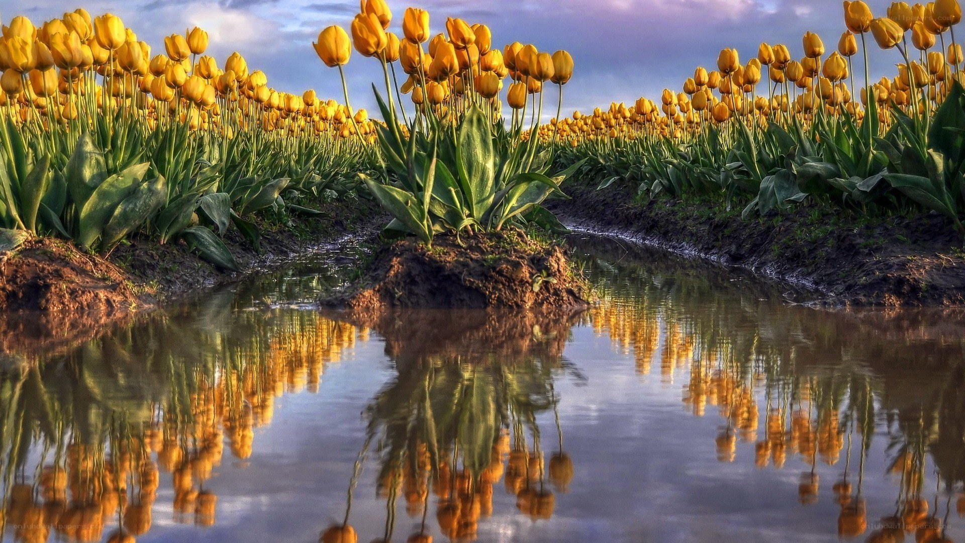 Yellow tulips in a field