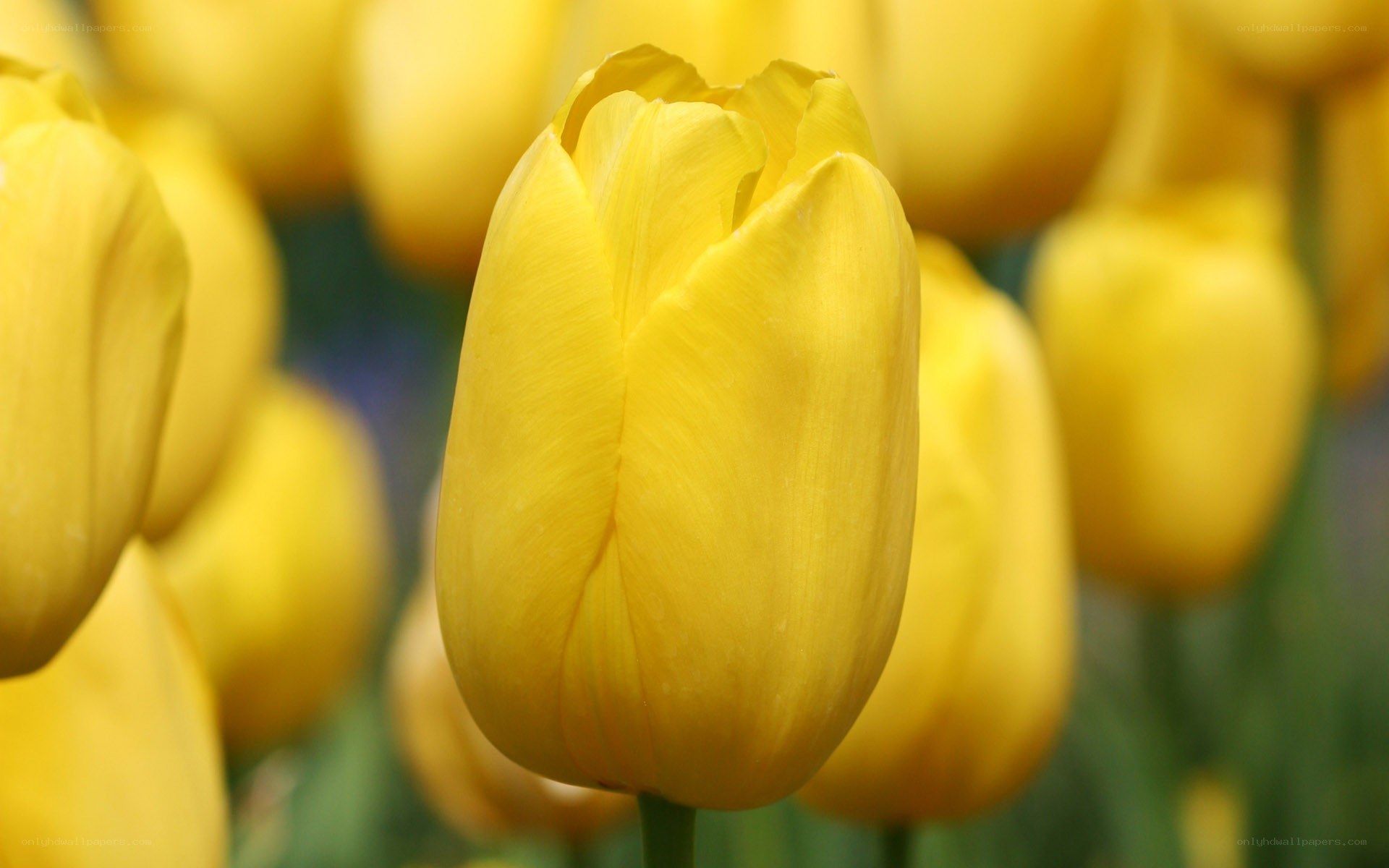 yellow tulips in a field
