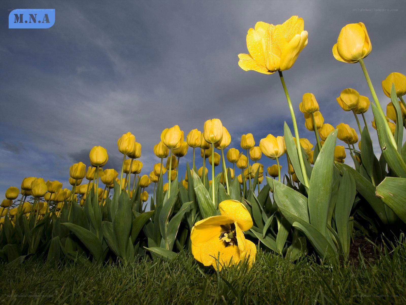 Yellow tulips in a field