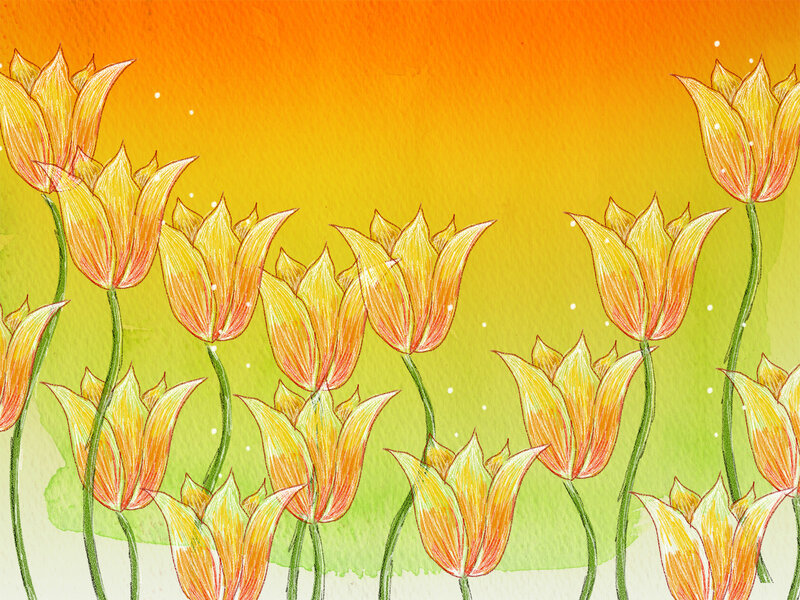 Yellow tulips in a field