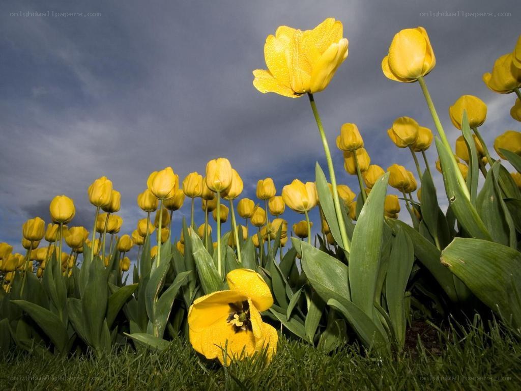 Yellow tulips in a field