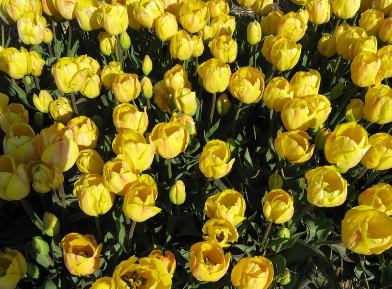 Yellow tulips in a field