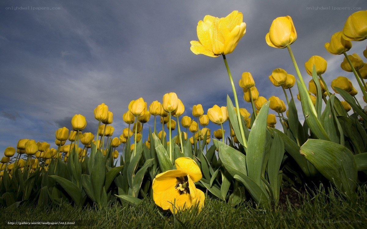 Yellow tulips in a field