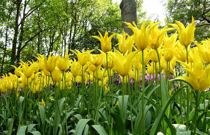 Yellow tulips in a forest