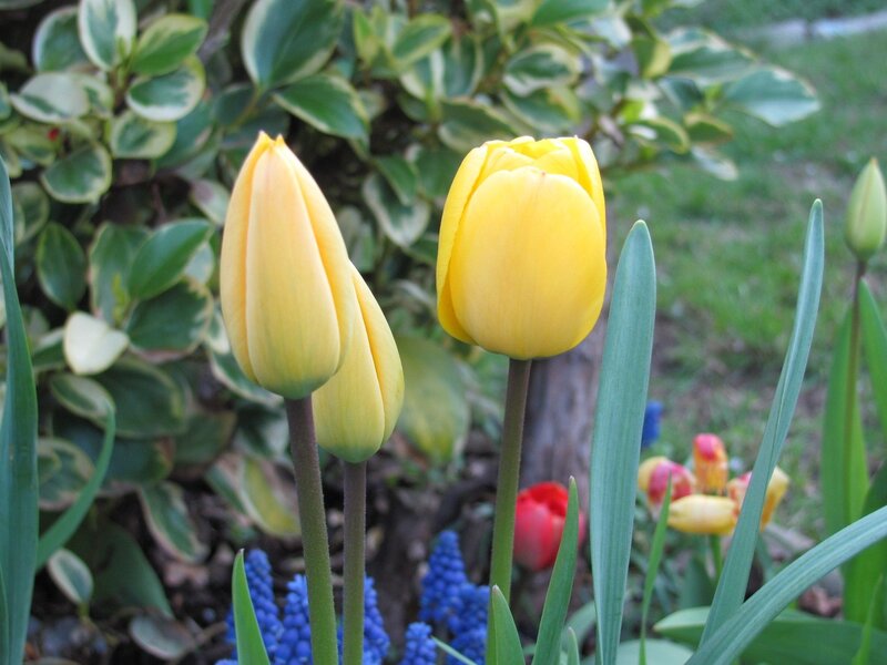Yellow tulips in a garden