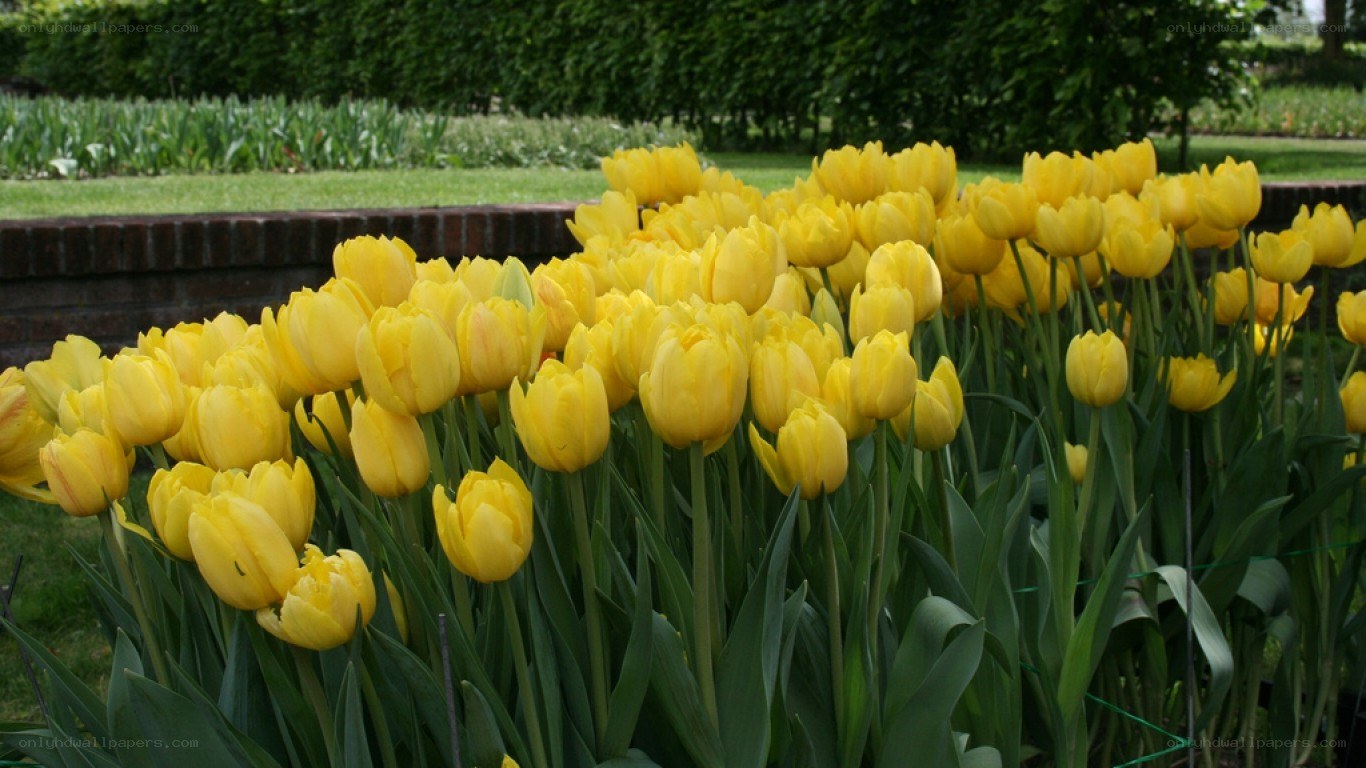 Yellow tulips in a garden