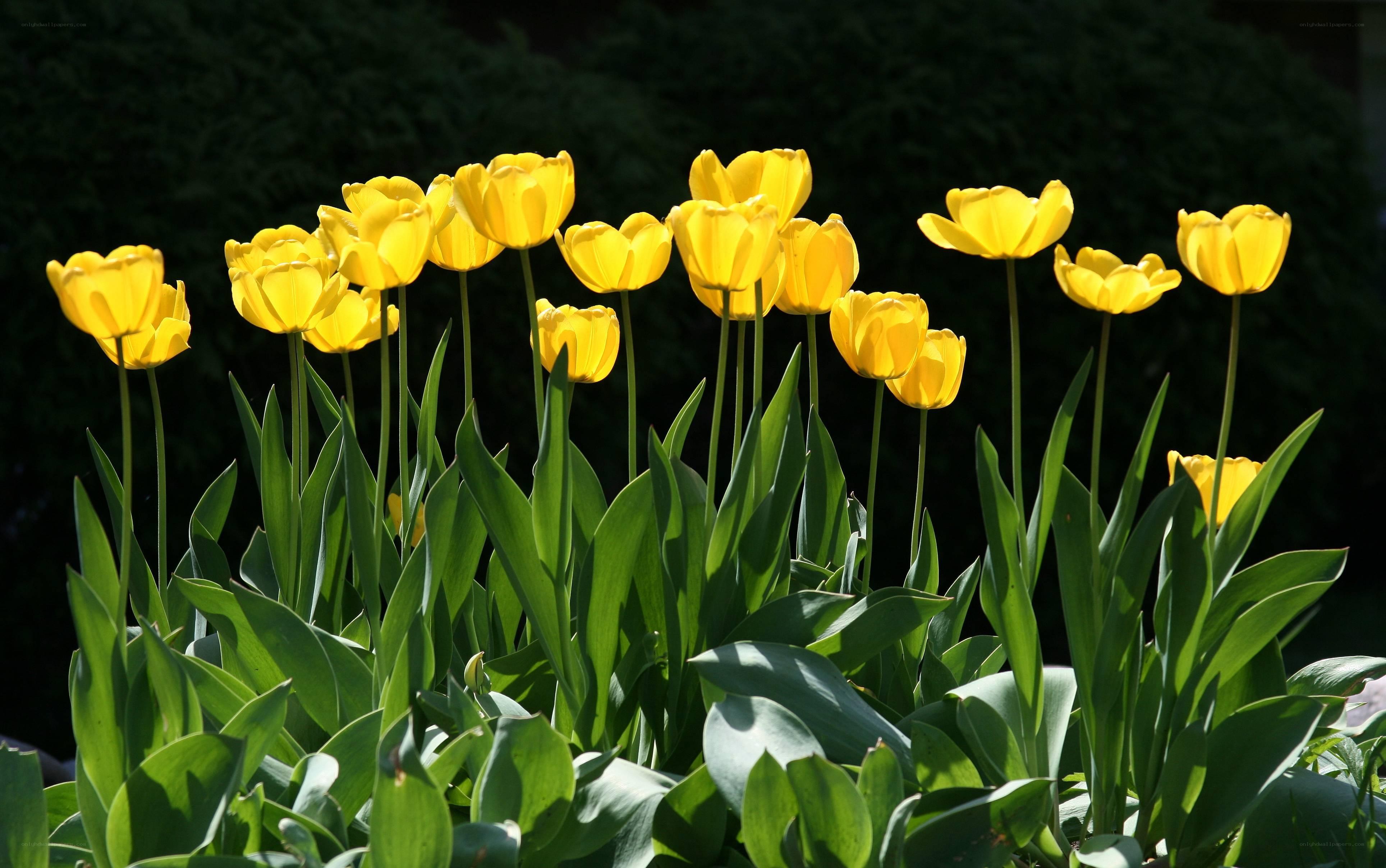 Yellow tulips in a garden