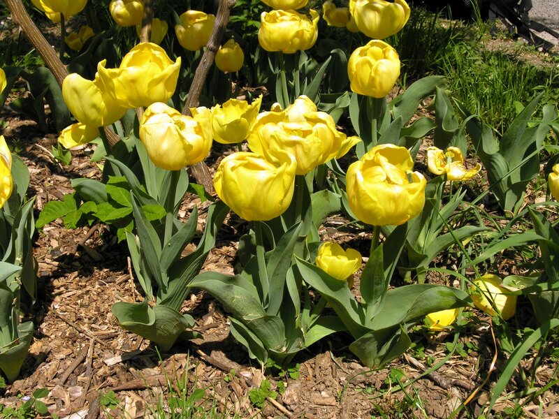 Yellow tulips in a garden