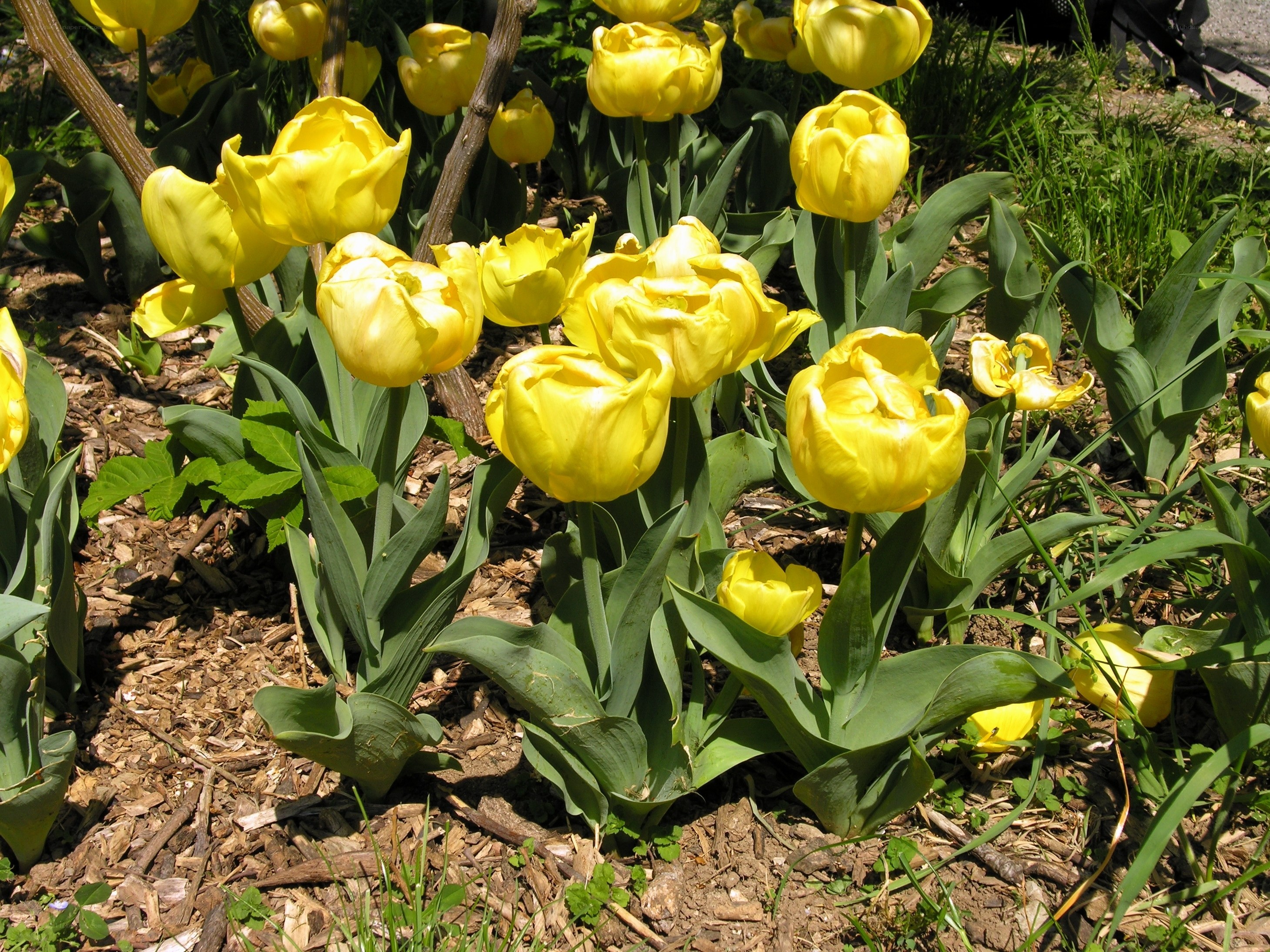 Yellow tulips in a garden