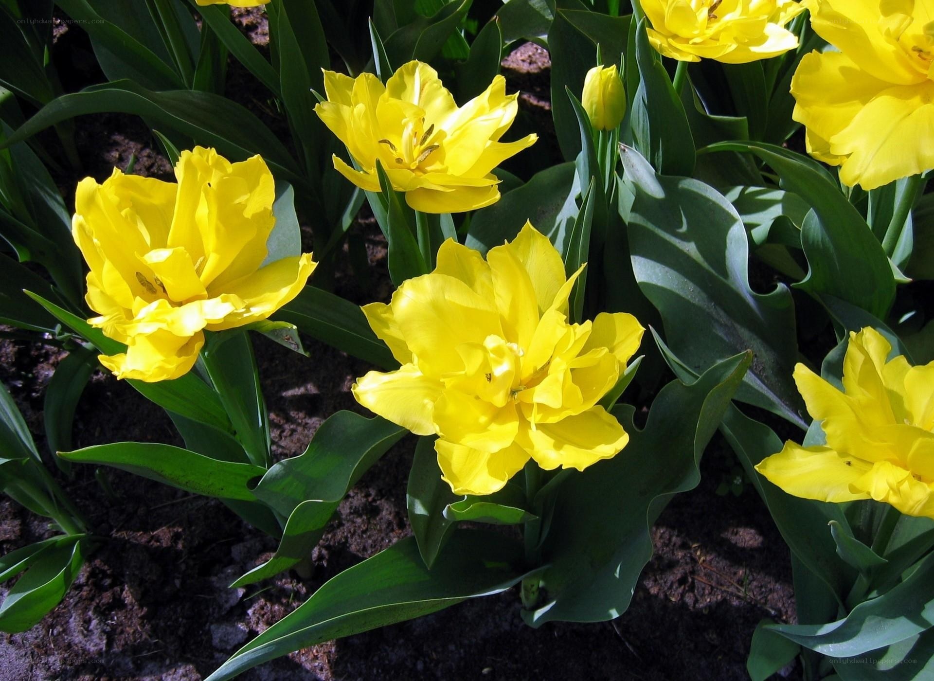 Yellow tulips in a garden
