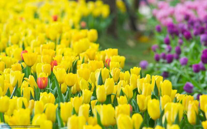 Yellow tulips in a garden