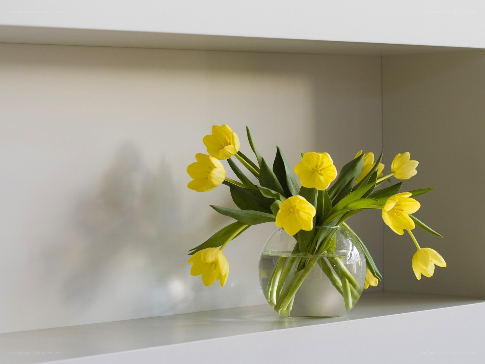 Yellow tulips in a glass vase
