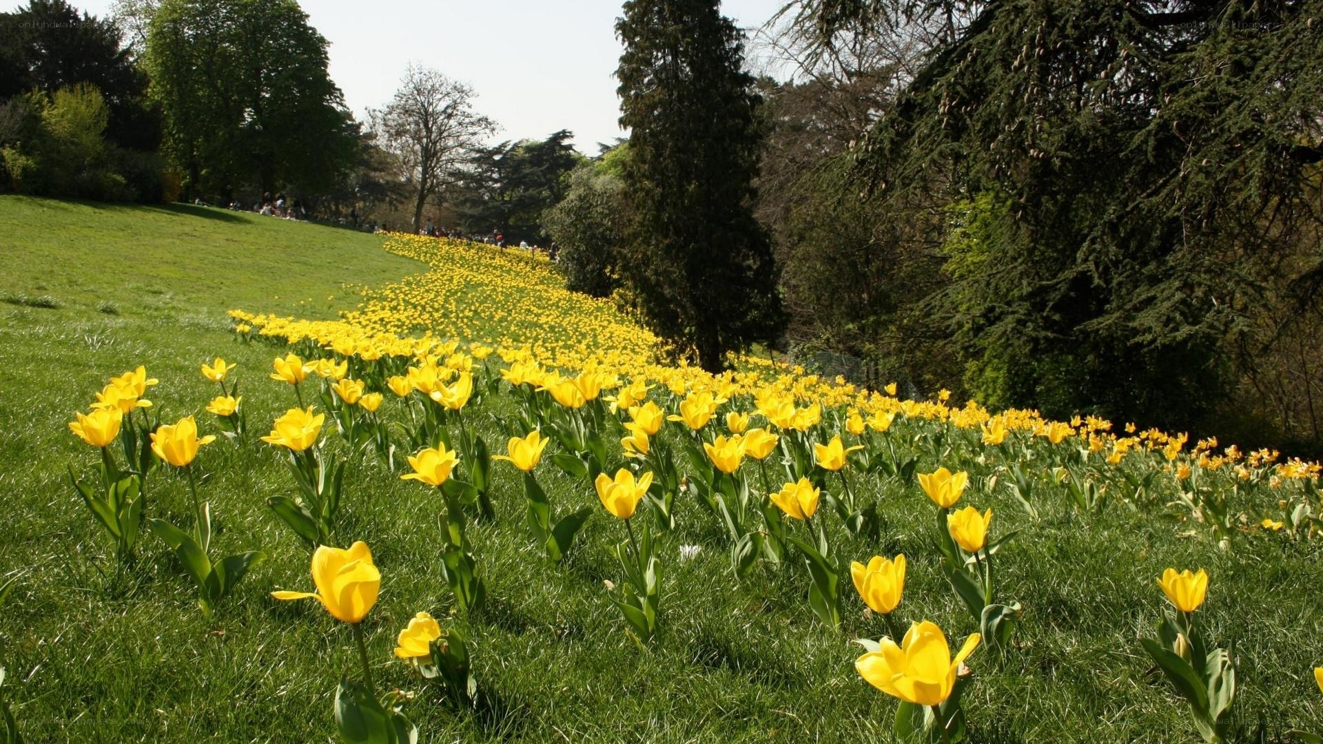 Yellow tulips in a park