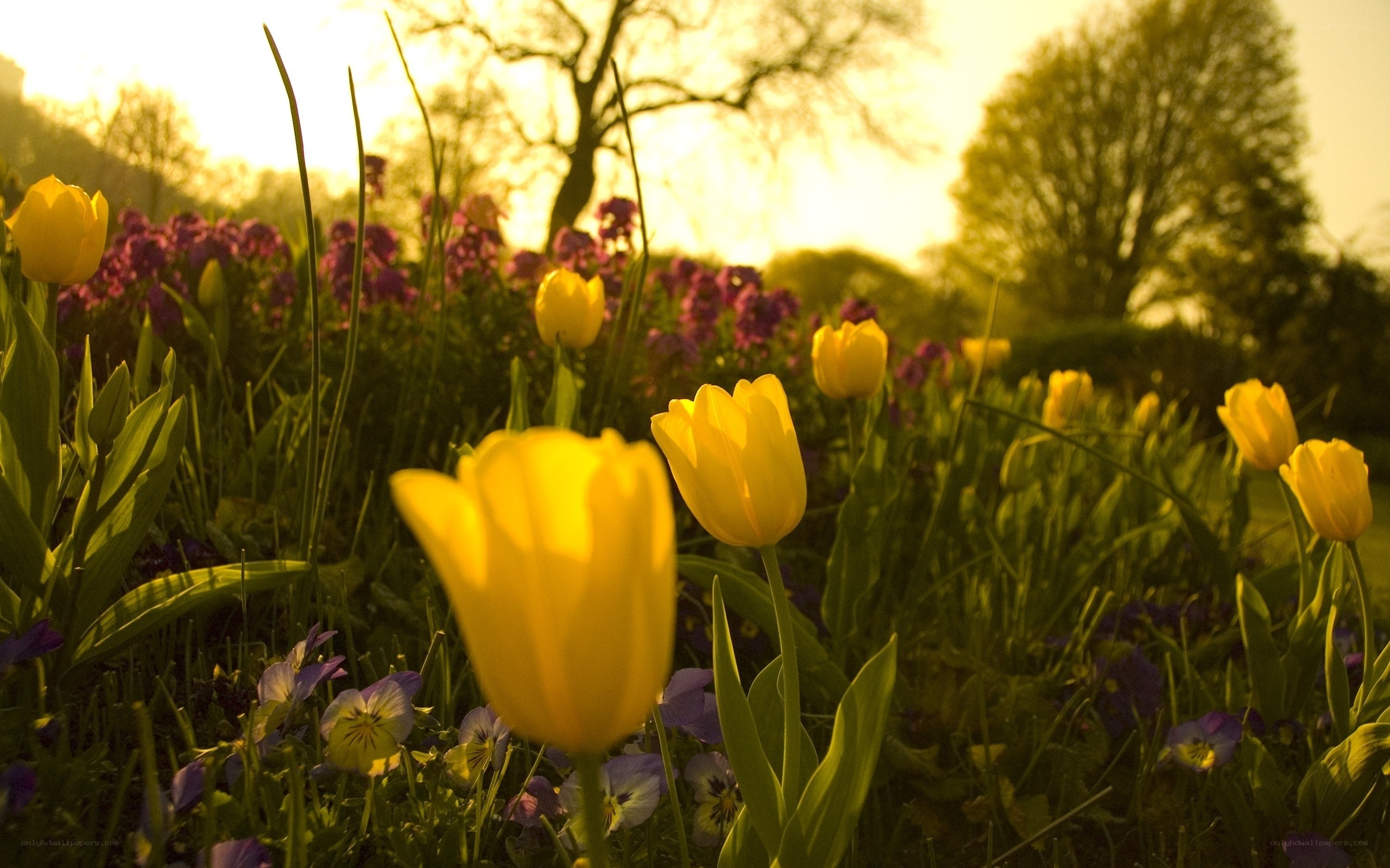 Yellow tulips in a spring garden