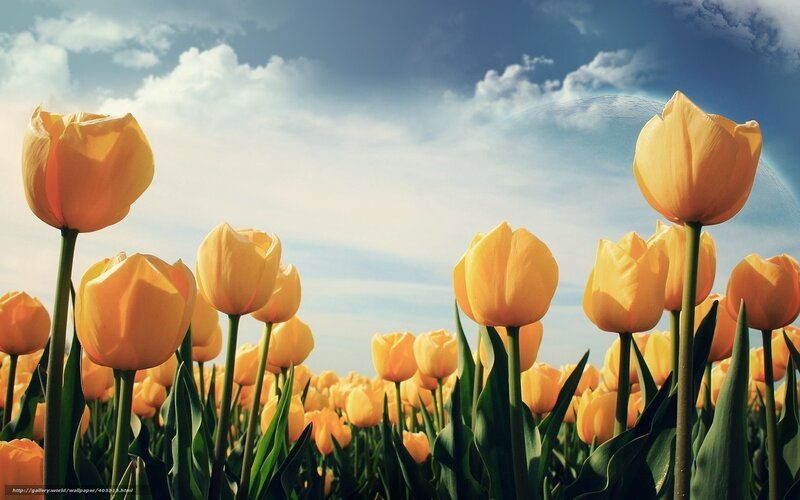 Yellow tulips in a sunny field