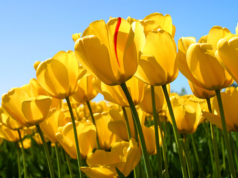 Yellow tulips in a sunny field