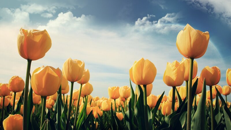 Yellow tulips in a sunny field