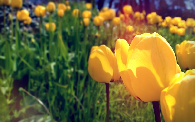 Yellow tulips in a sunny field