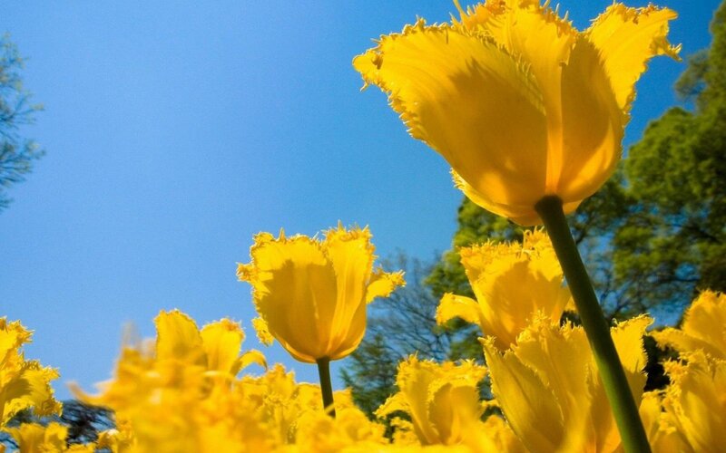 Yellow tulips in a sunny field