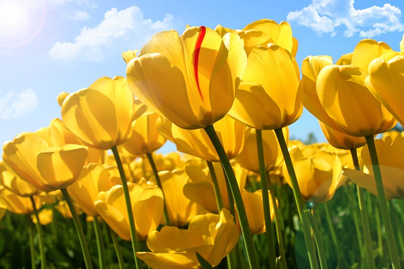 Yellow tulips in a sunny field