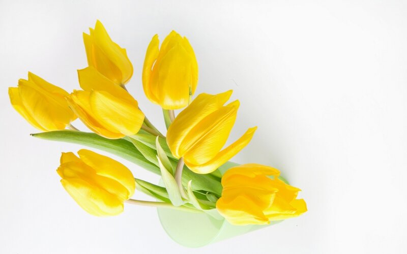 yellow tulips in a vase