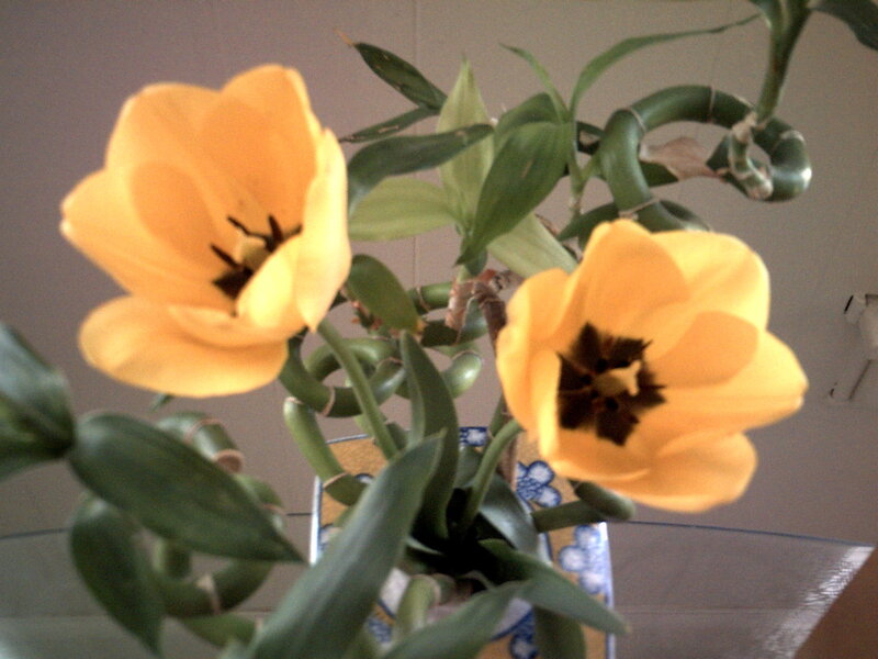 Yellow tulips in a vase