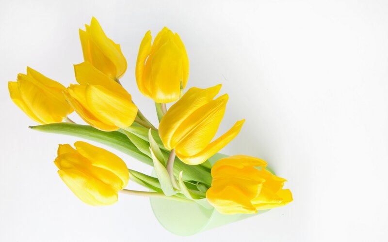 yellow tulips in a vase