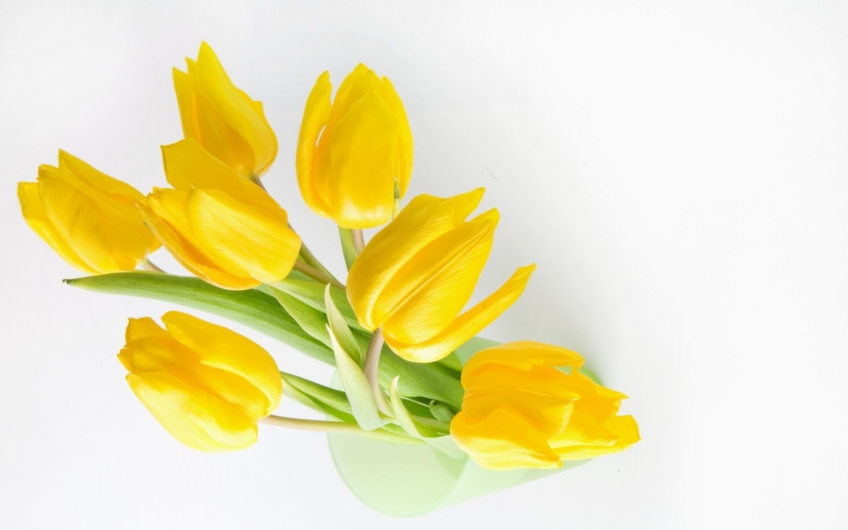 Yellow tulips in a vase