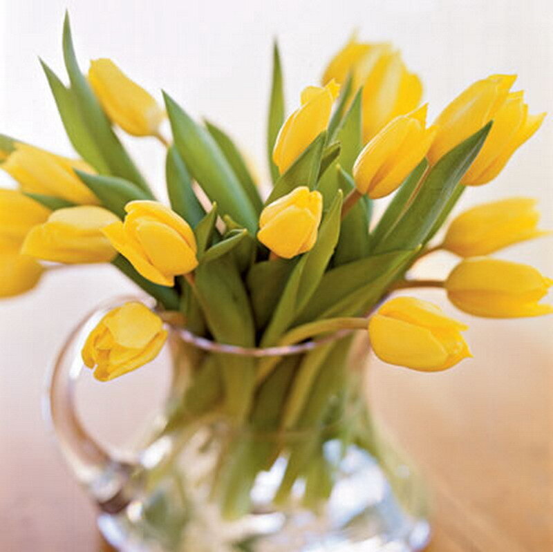 yellow tulips in a vase