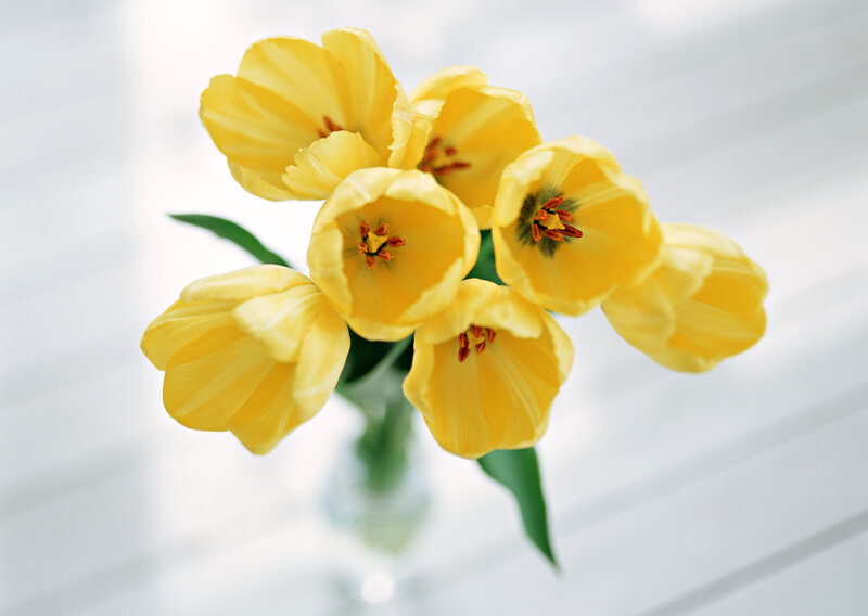 Yellow tulips in a vase