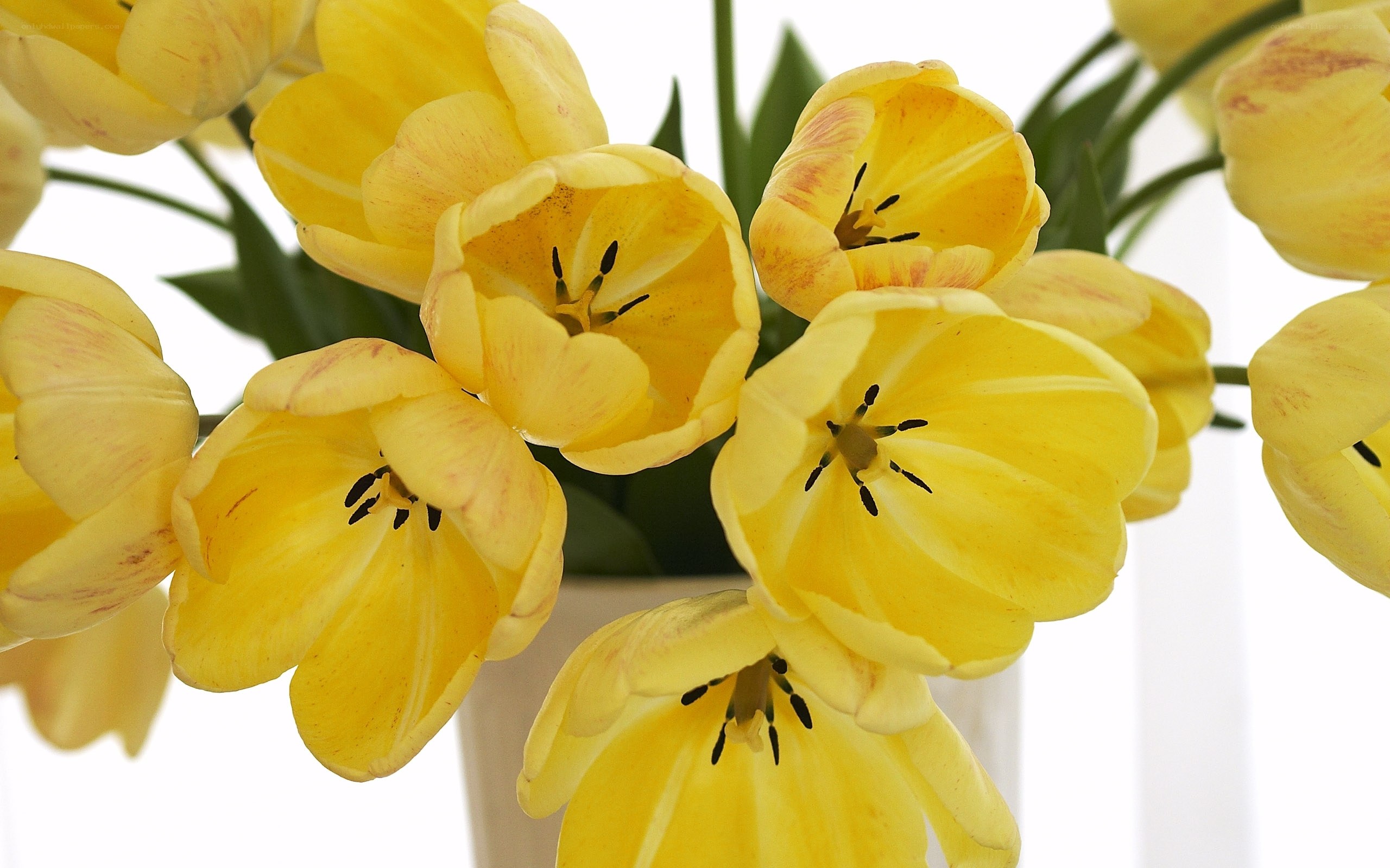 Yellow tulips in a vase