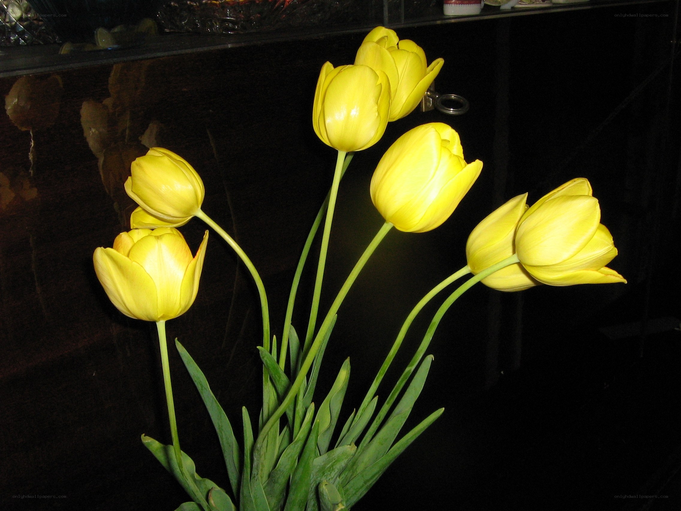 Yellow tulips in a vase