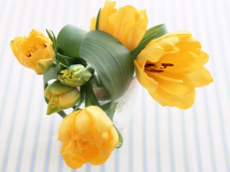 Yellow tulips in a vase