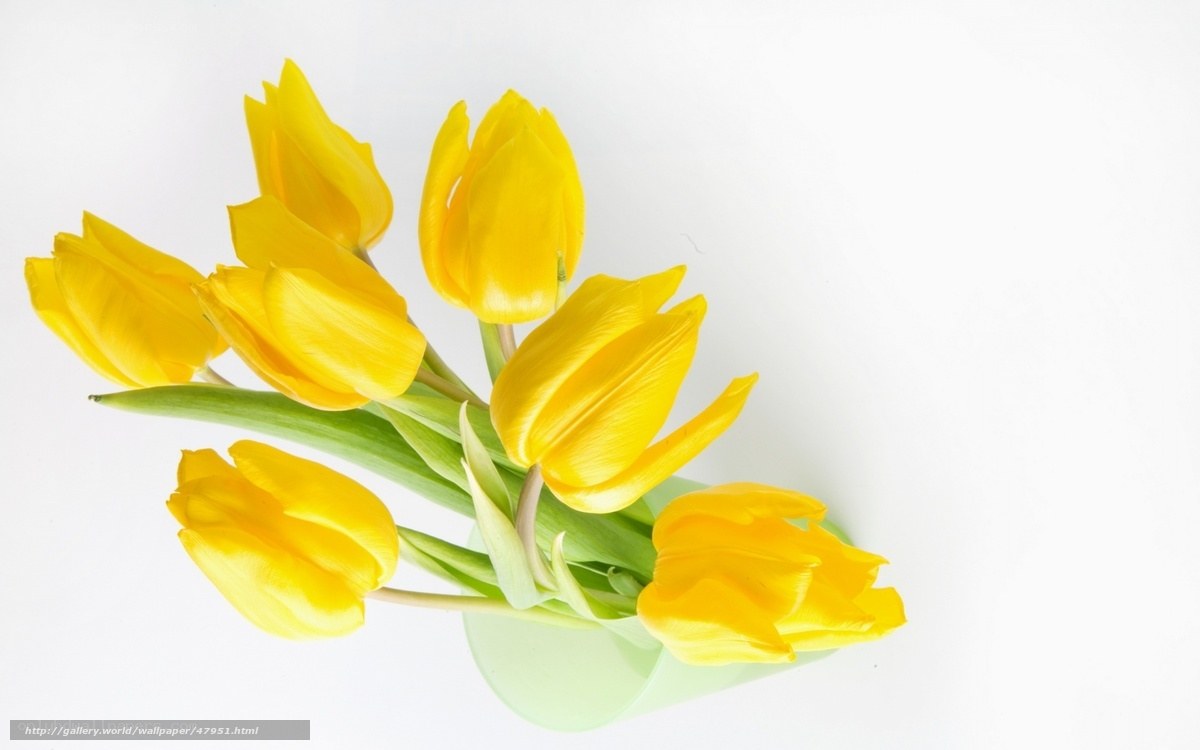 Yellow tulips in a vase