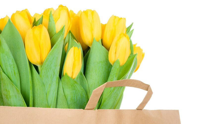 Yellow Tulips in Bag