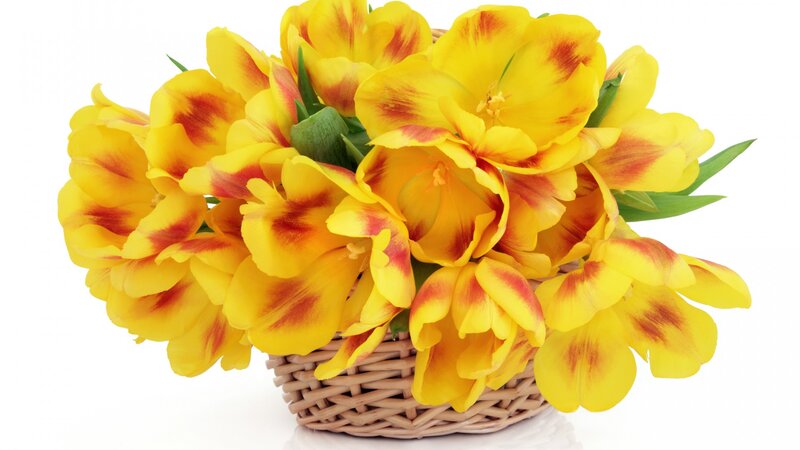 Yellow Tulips in Basket — Bright, Photograph