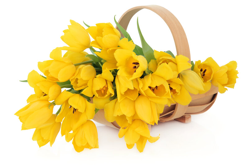 Yellow Tulips in Basket — Bright, Spring