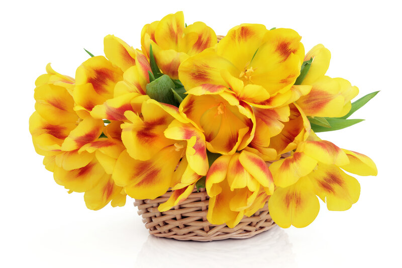 Yellow Tulips in Basket — Bright