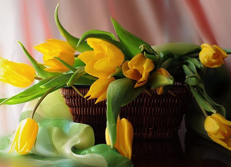 Yellow Tulips in Basket — Calm, Spring, Photograph, Green Leaves
