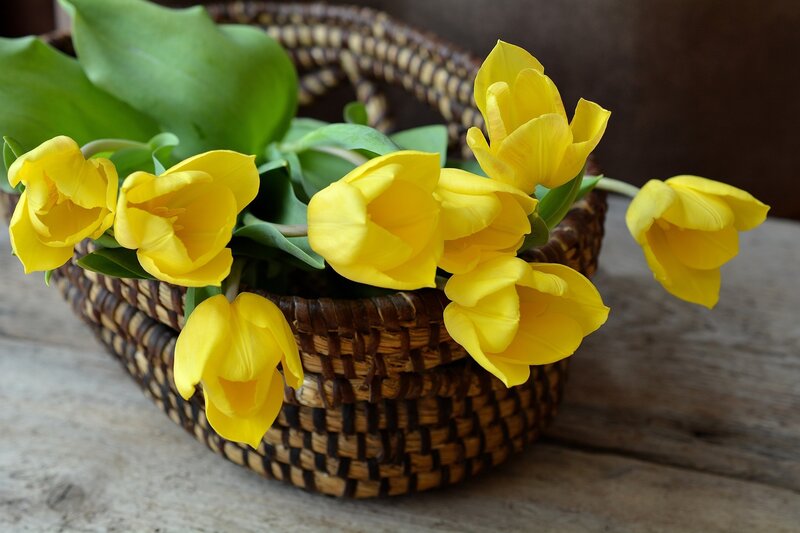 Yellow Tulips in Basket — Calm, Spring, Photograph, Wooden Surface