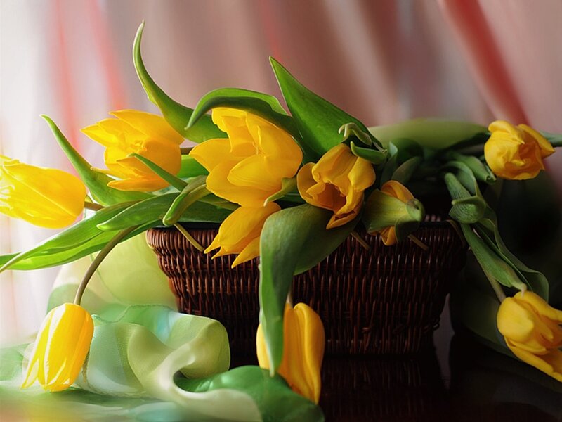 Yellow Tulips in Basket — Calm, Spring